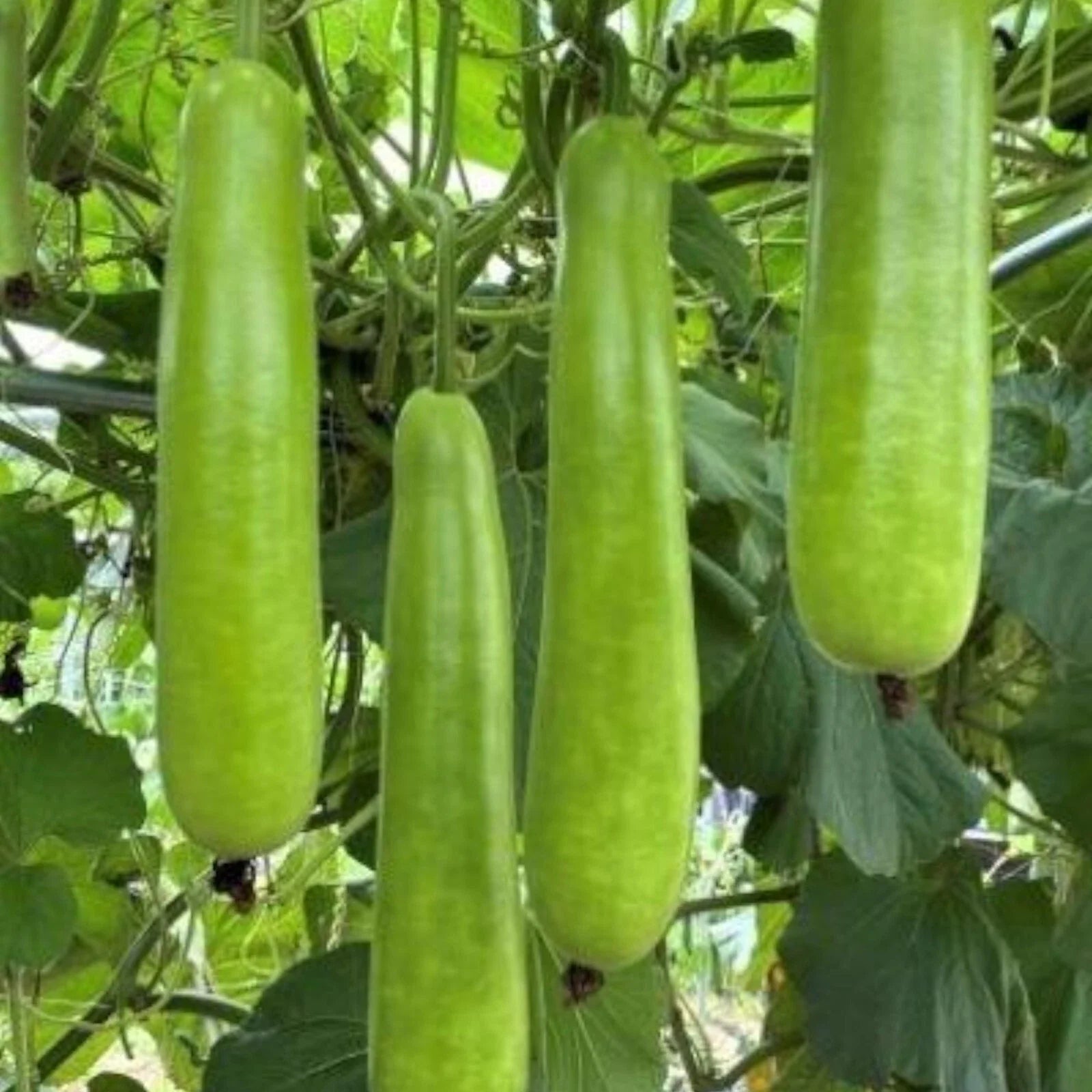 Long Bottle Gourd Seeds - 35 Non-GMO Calabash Gourd Seeds for Vegetable Gardening - Lagenaria siceraria Planting Kit