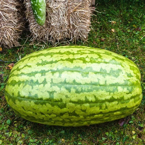 Carolina Cross Watermelon Seeds - 50+ Pack for Gardening, Citrullus lanatus, Organic, Non-GMO, Juicy Fruit, USA Grown