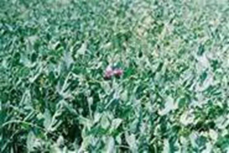Austrian Winter Pea Seeds 5 Lb - Pisum sativum Cover Crop for Soil Improvement