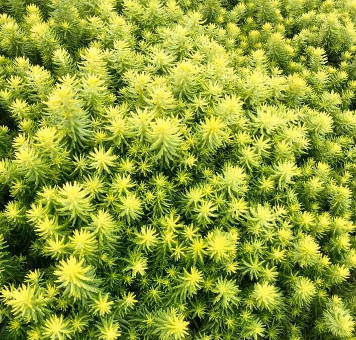 Sedum SunSparkler Angelina's Teacup Succulent Mat Ground Cover Plant - Sedum spurium, Drought-Tolerant, Hardy, Easy Care