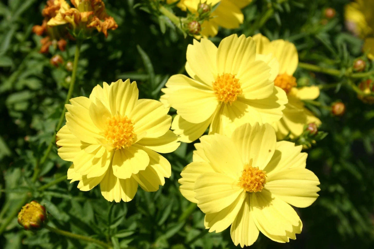 Sulphur Yellow Cosmos Seeds - 200+ Pack - Cosmos sulphureus - USA Grown