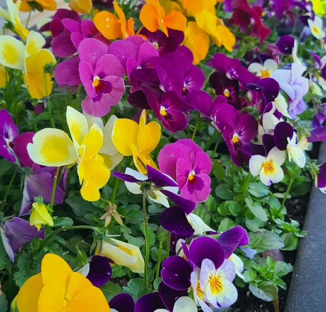 Pansy Seeds Mix - 50 Count, Colorful Viola Flower Seeds for Garden, Container, and Patio Planting, Viola tricolor var. hortensis