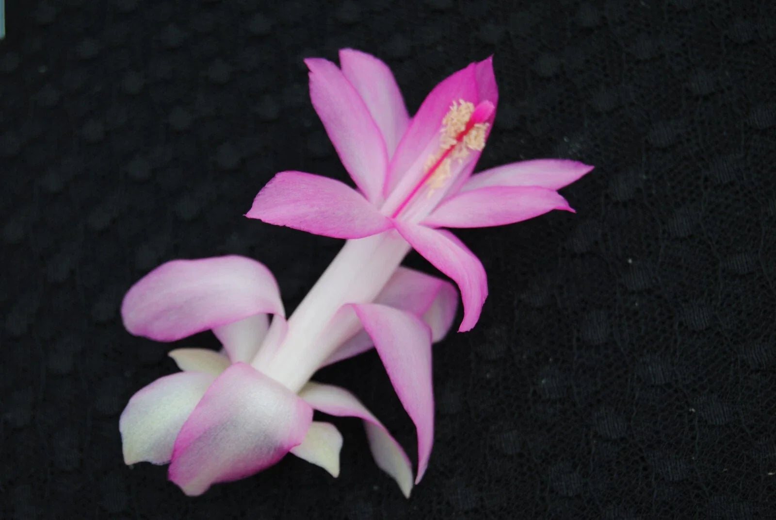 Christmas Cactus Starter Plant - Liberty Pink Frost Schlumbergera Truncata - Vibrant Pink Blooms, Easy Care Indoor/Outdoor