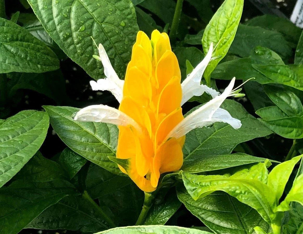 Yellow Shrimp Plant Cutting 4-6" Tall Pachystachys lutea No Pot, Tropical Ornamental Shrub for Garden or Container