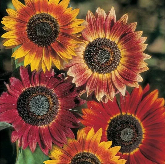 Evening Sun Sunflower Seeds | Bicolor Multicolor Flowers | Helianthus annuus | 50 Seeds for Garden, Pollinator Attracting, Tall Upright Plant