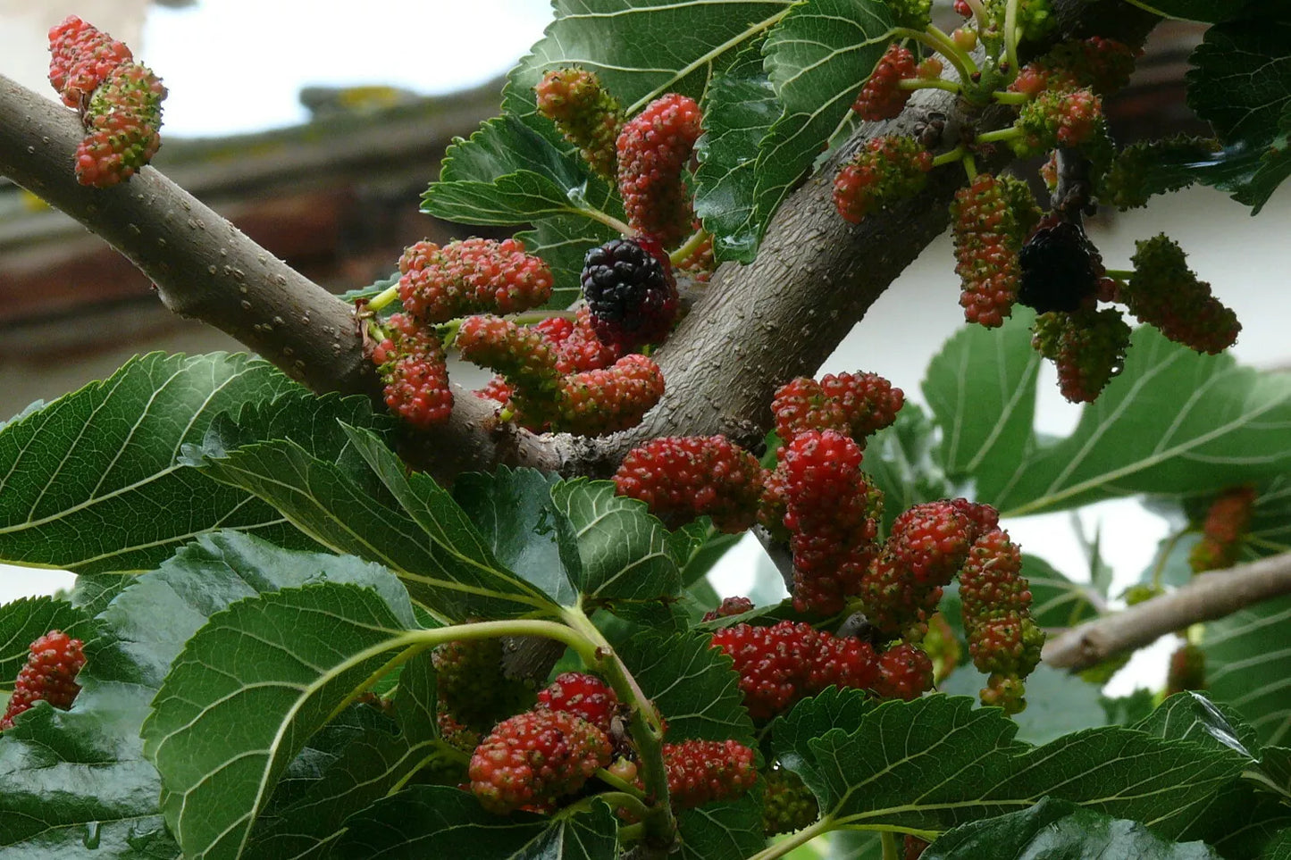 Black Mulberry Seeds 50 Count - Morus nigra Heirloom Fruit Tree Seeds for Garden & Orchard