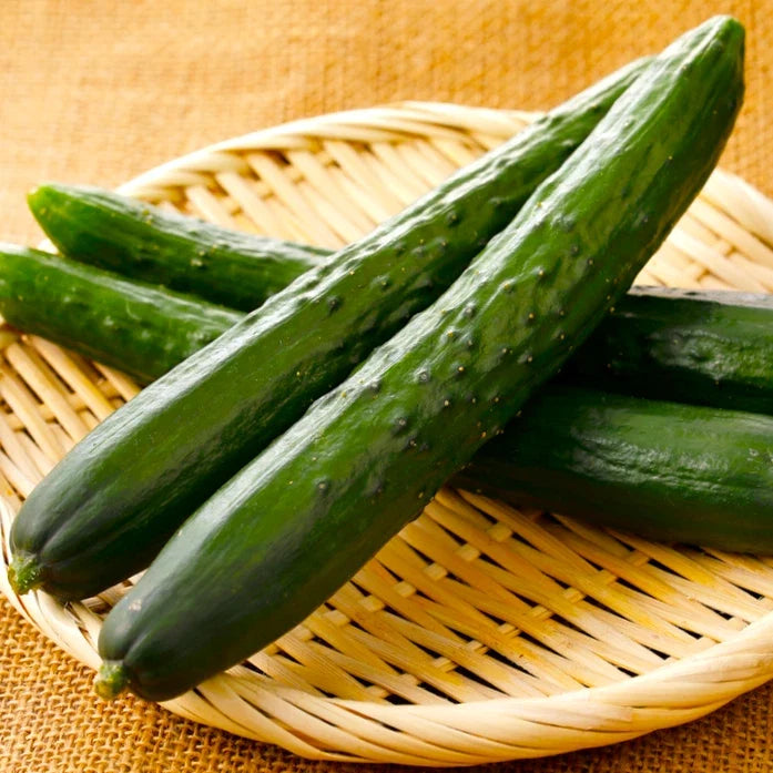 Japanese Long Burpless Cucumber Seeds - Heirloom Vegetable Seeds for Home Garden - Cucumis sativus, Seedless Variety