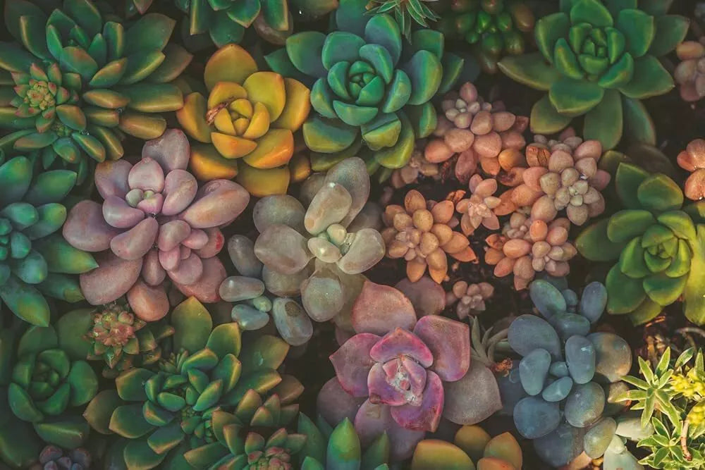 Echeveria Succulent Seeds Mix - 100 Pack for Indoor & Garden Planting - Varieties of Echeveria spp.
