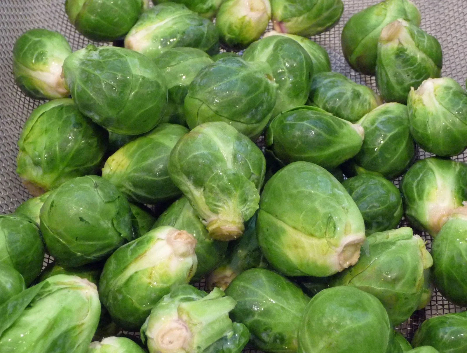 Brussel Sprouts Seeds - Long Island Improved Variety - Non-GMO, Heirloom Brassica oleracea for Home Gardening
