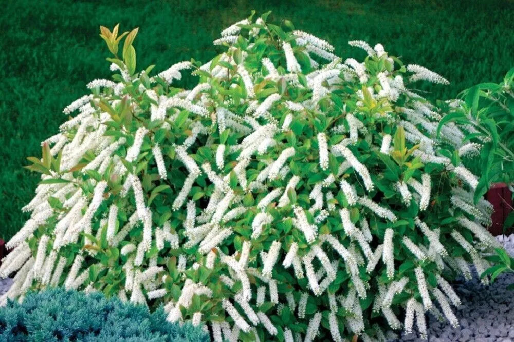 Itea virginica 'Little Henry' Cuttings - 3 Fragrant Hummingbird Plants 6-8" Long