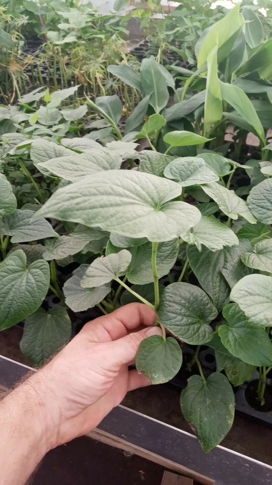 Piper Umbellatum Medicinal Plant Starter Pack - Rare Tropical Herb - Non-Chemical Grown - 5 Inch+ Live Plants