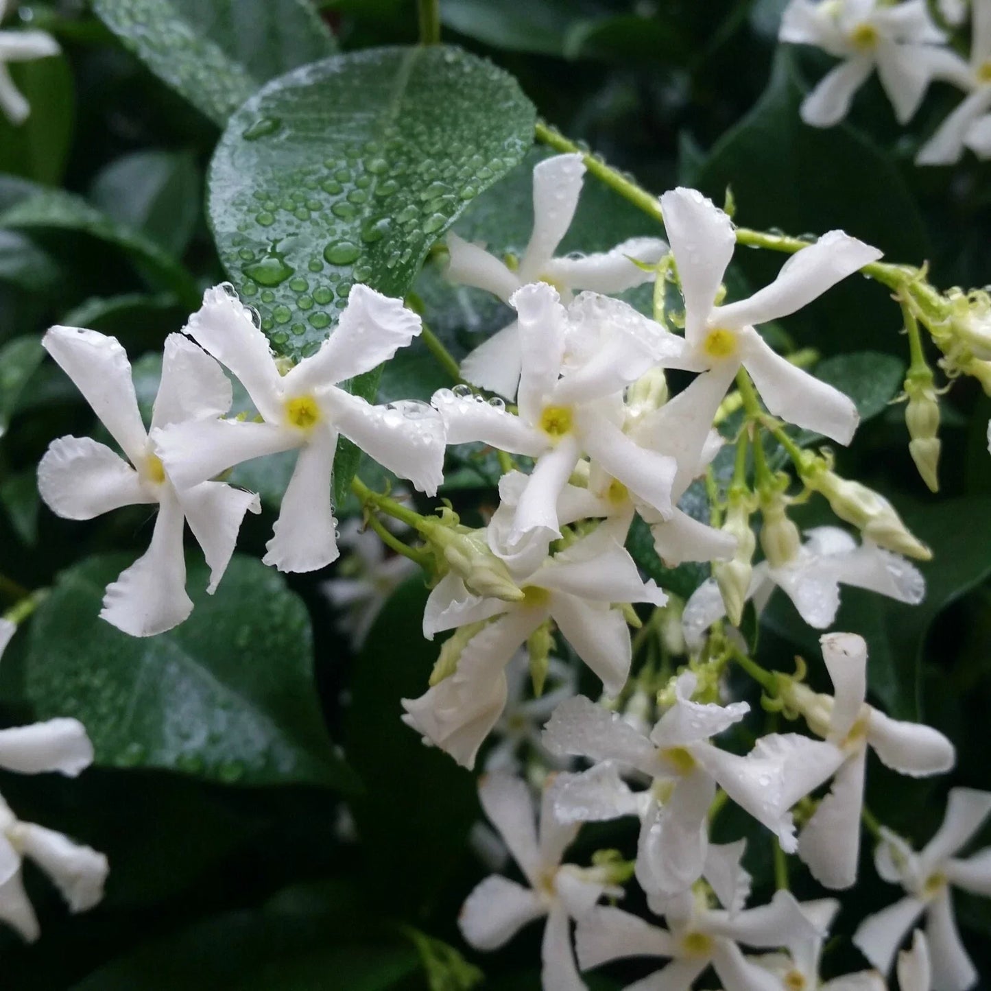 Rooted Starter Plant - Confederate Star Jasmine Vine - Fragrant White Flowers - Trachelospermum jasminoides
