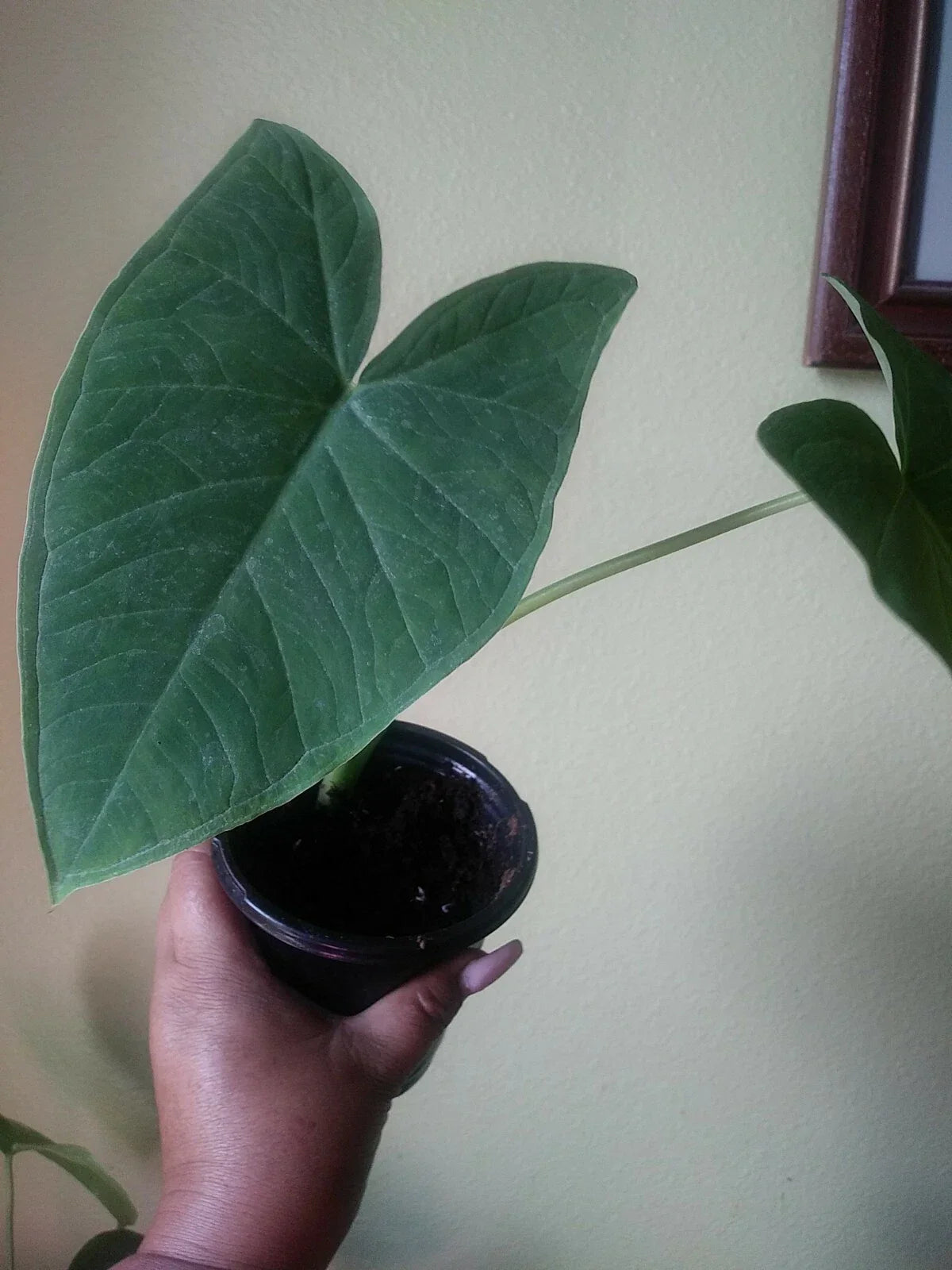 Giant Elephant Ear Plant - Colocasia Organic Live Plant in 8oz Pot