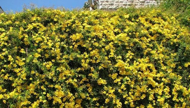 Bignonia Crossvine Starter Plant - Yellow Variety - Climbing Vine for Gardens & Pollinators - Bignonia capreolata