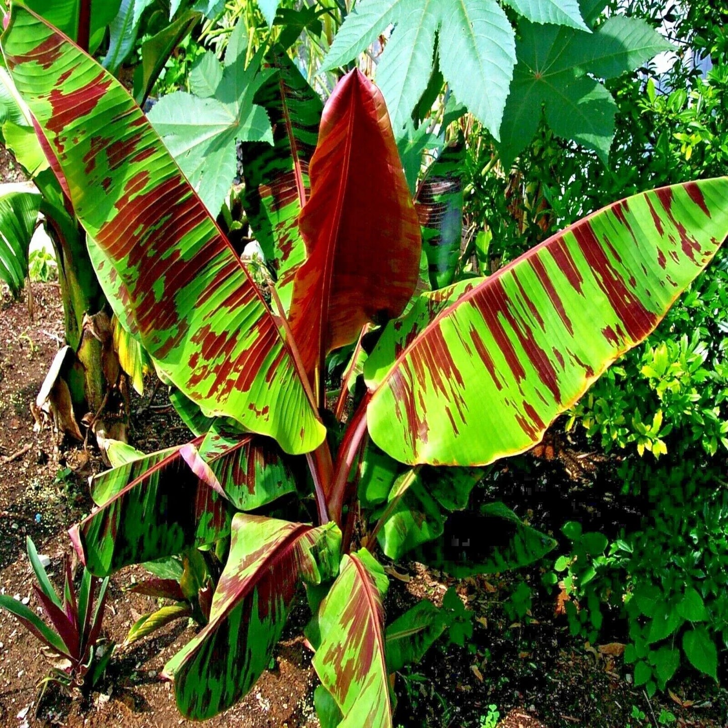 Red Tiger Darjeeling Banana Seeds – Musa sikkimensis, Hardy Zone 5, Tropical Plant Seeds, Red-Striped Foliage, Garden or Container Plant