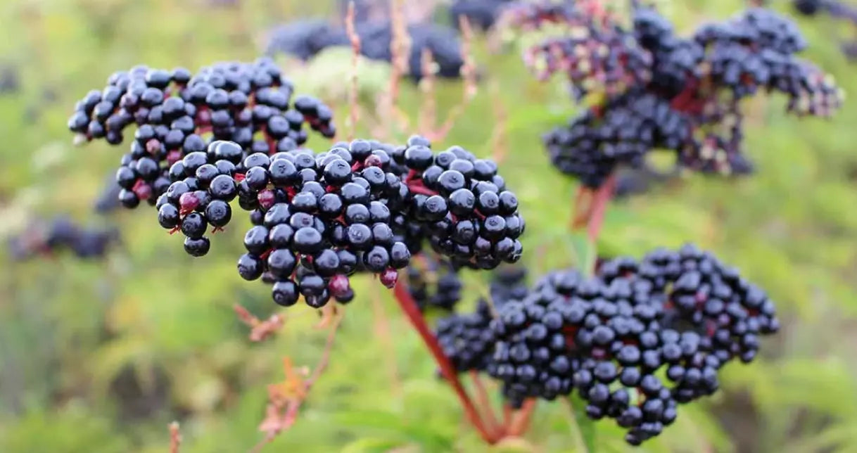 Elderberry Tree Live Plant in Quart Pot, Black Sambucus Nigra, Outdoor Low Maintenance Shrub for Berries & Flowers