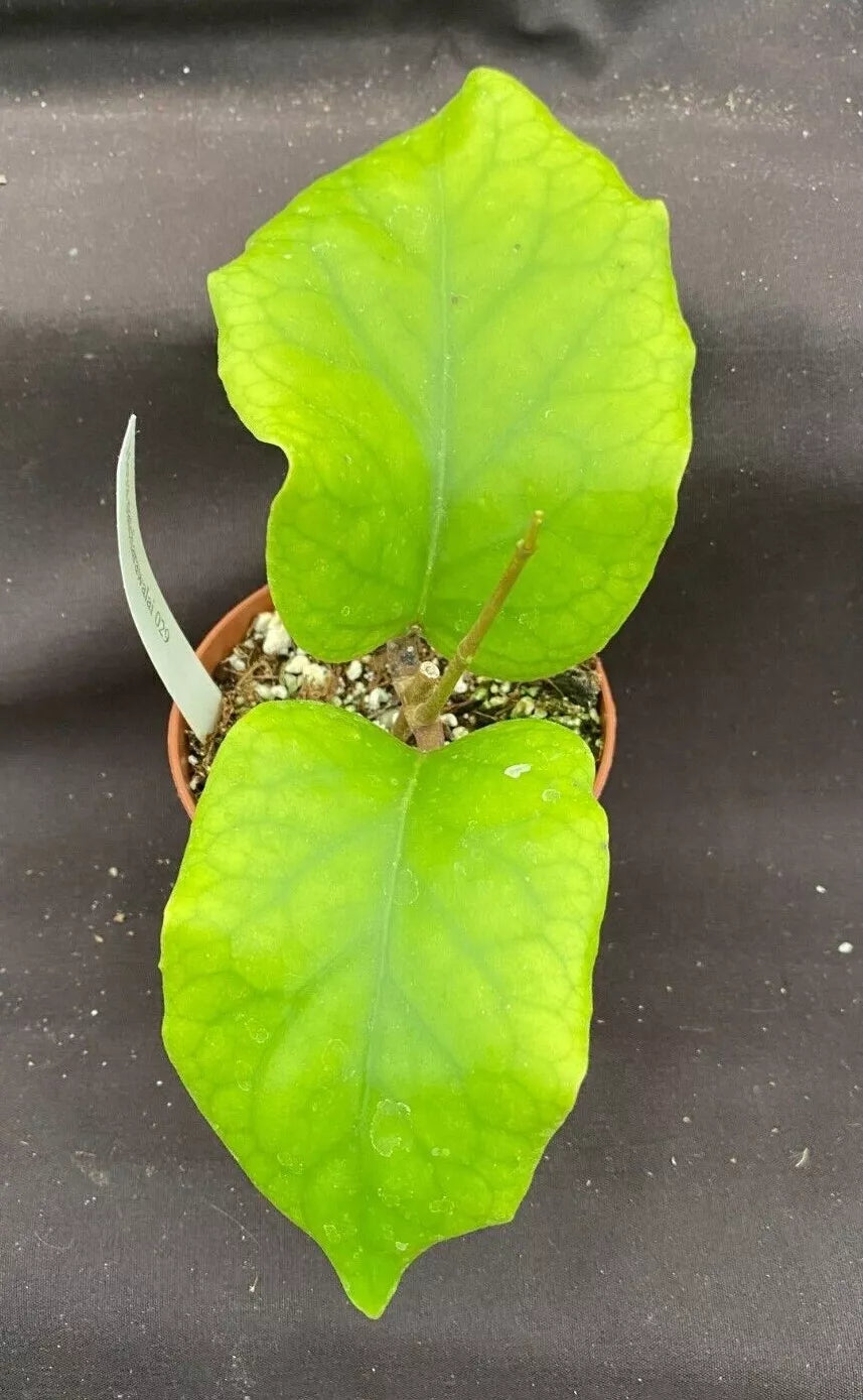 Rare Hoya patcharawalai 029 Rooted Plant in 2.5" Pot, Exotic Foliage, Low Maintenance, Indoor or Outdoor Plant