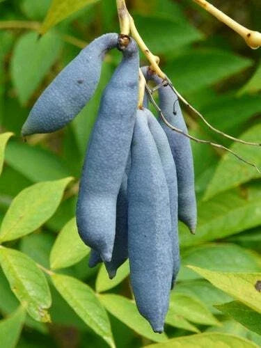 Blue Bean Seeds - 15 Pack, Exotic Blue Sausage Fruit, Climbing Vine, Dolichos lablab, Edible & Ornamental Garden Seeds
