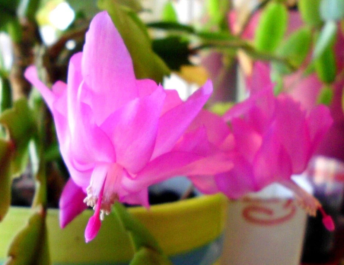 Thanksgiving Cactus Cuttings - 2-Segment Unrooted Pink Schlumbergera Truncata for Propagation
