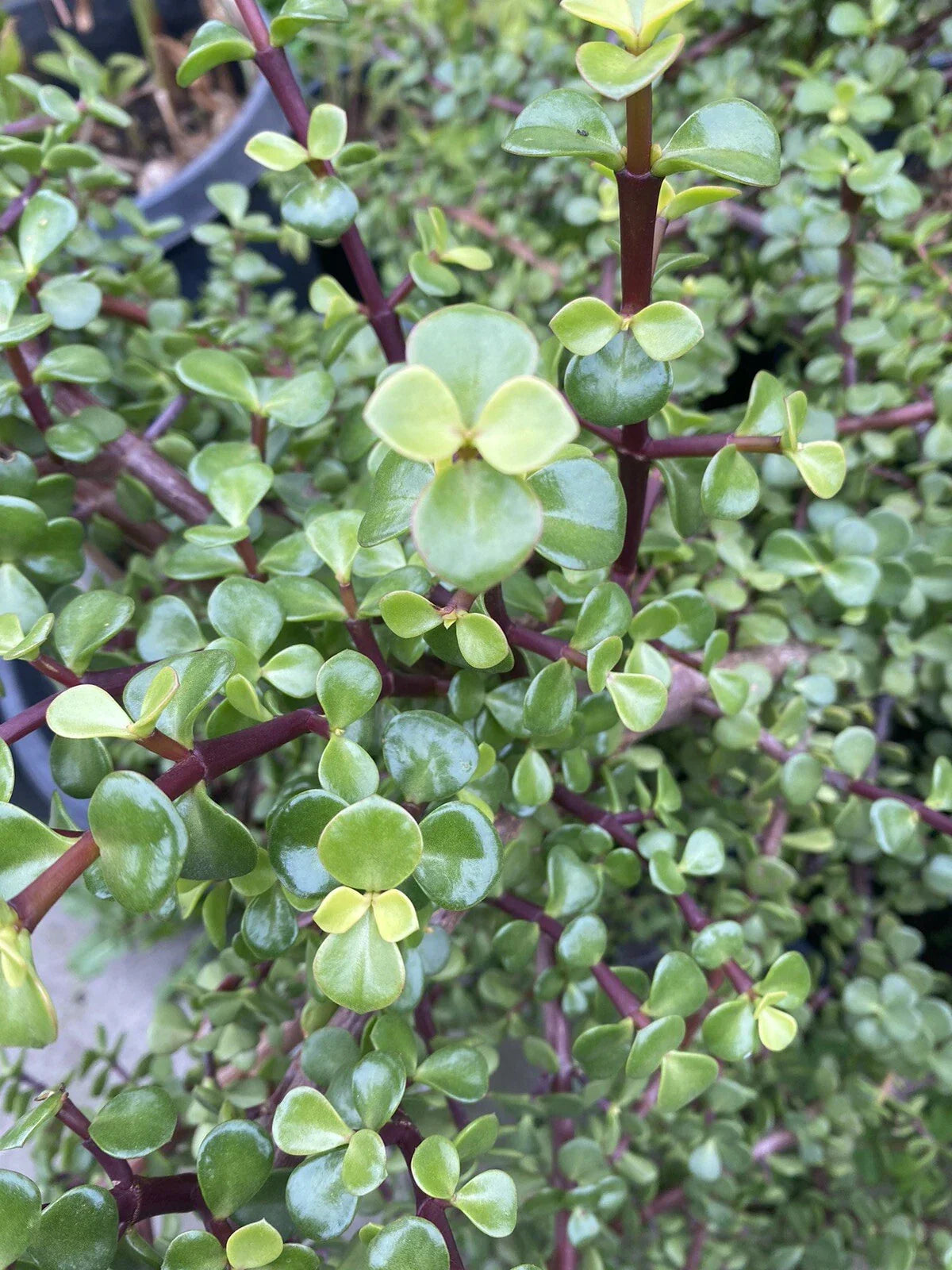 25 Cuttings Elephant Bush Succulent Plants - Portulacaria afra Red Stem