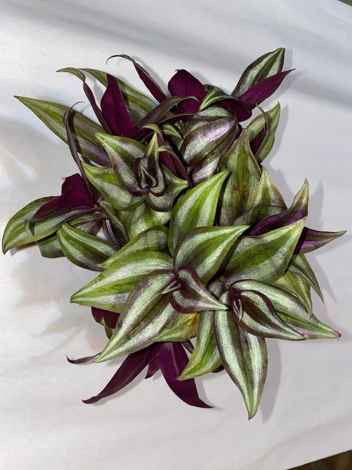 Wandering Jew Plant Cuttings - 10 Rooted Tradescantia zebrina Indoor Houseplant, Trailing Vine, Variegated Foliage