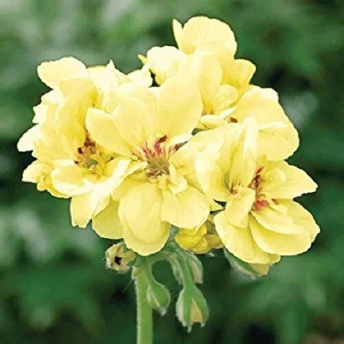 Yellow Geranium Seeds – 10 Perennial Flower Seeds for Borders & Containers – Pelargonium x hortorum