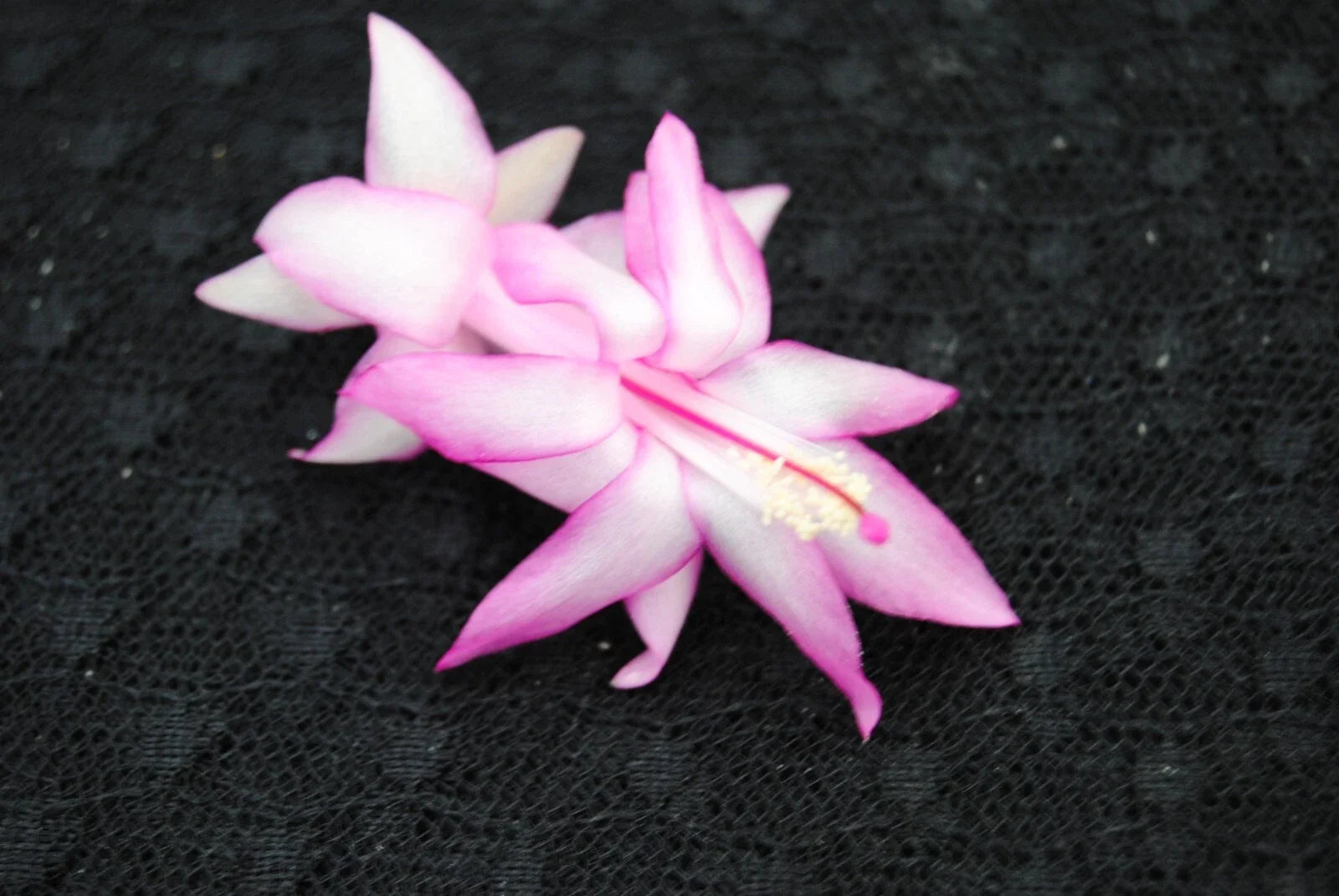 Christmas Cactus Starter Plant - Jolly Roger Schlumbergera Truncata - Well Rooted Indoor Plant for Home Decor & Gifting