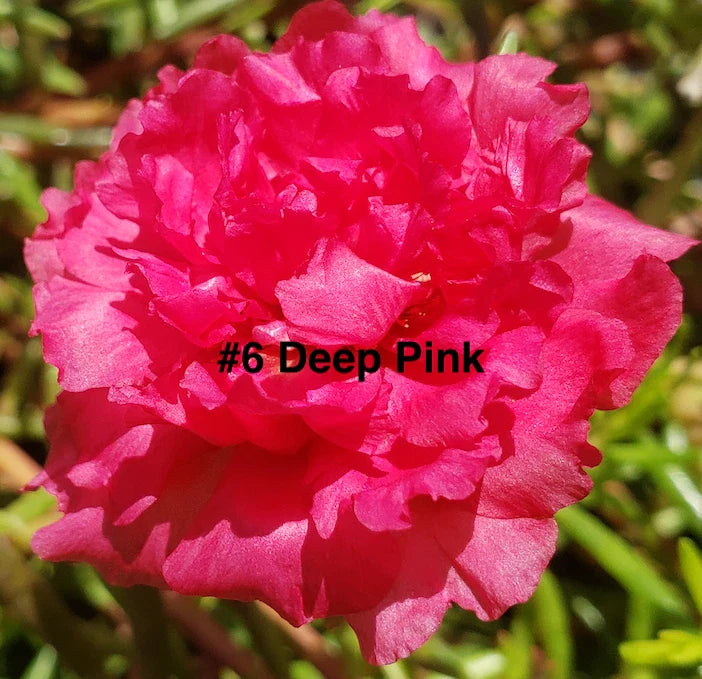 Moss Rose Cuttings 10 Unrooted Deep Pink Portulaca Grandiflora for Gardens & Containers
