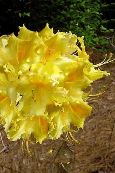 Aromi Azalea 'Lemonade' Starter Plant - Deciduous Rhododendron with Yellow Flowers, 4-Inch Pot