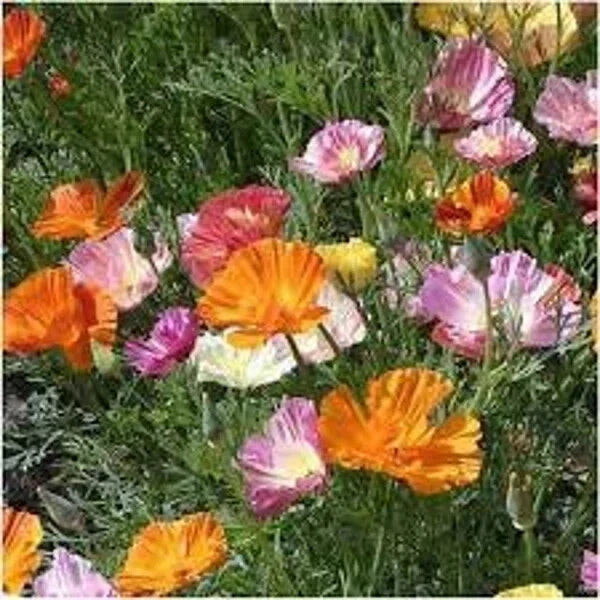 California Ballerina Poppy Seeds – Organic 200 Pack – Eschscholzia californica – Vibrant Wildflower for Gardens and Borders