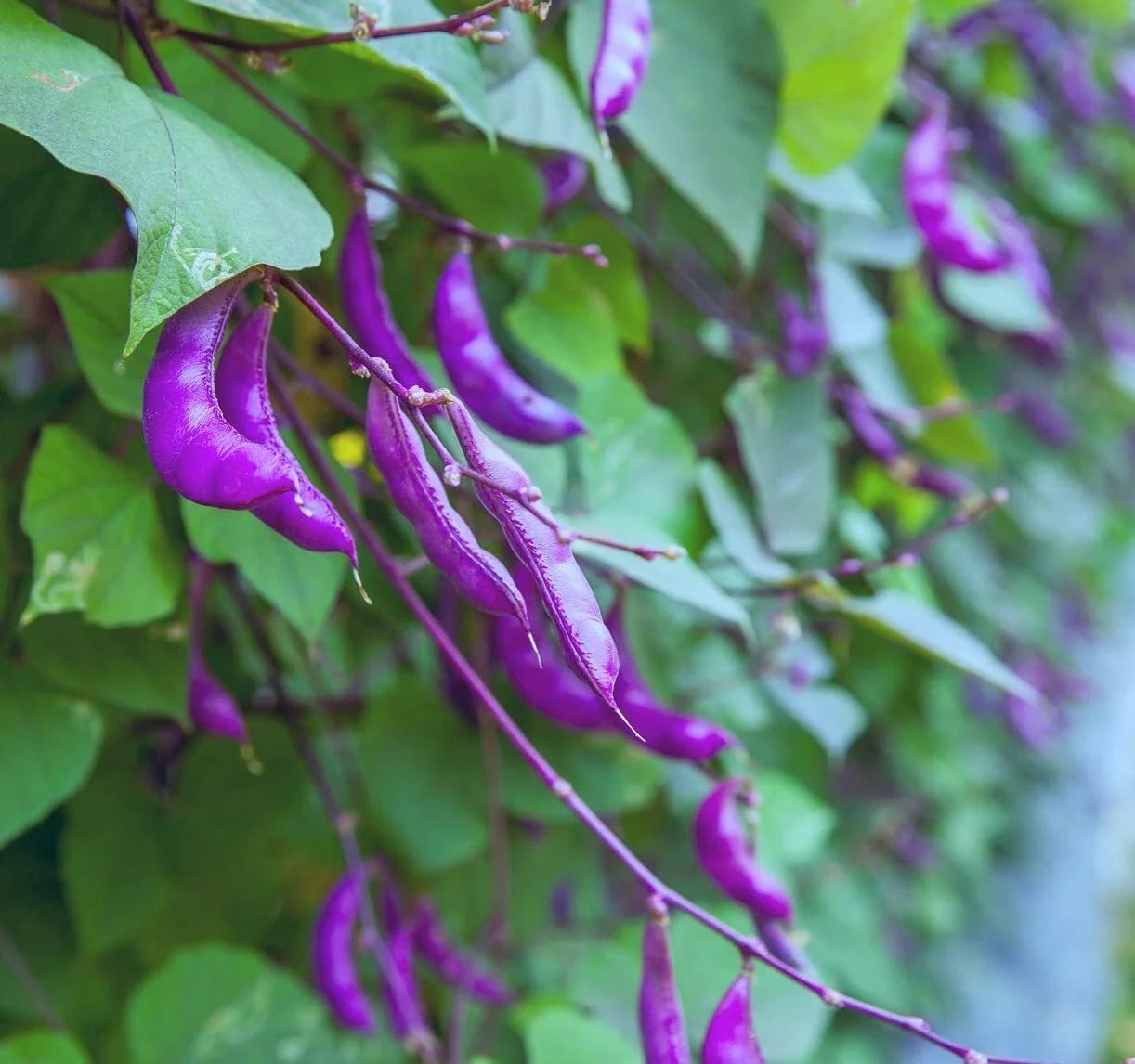 Purple Hyacinth Bean Vine Seeds - 15 Seeds, Dolichos lablab, Climbing Vine with Purple Pods & Flowers