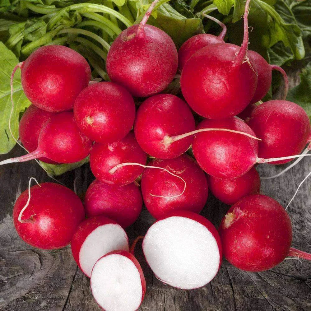 Radish Seeds - 300+ NON-GMO Heirloom Raphanus sativus for Garden