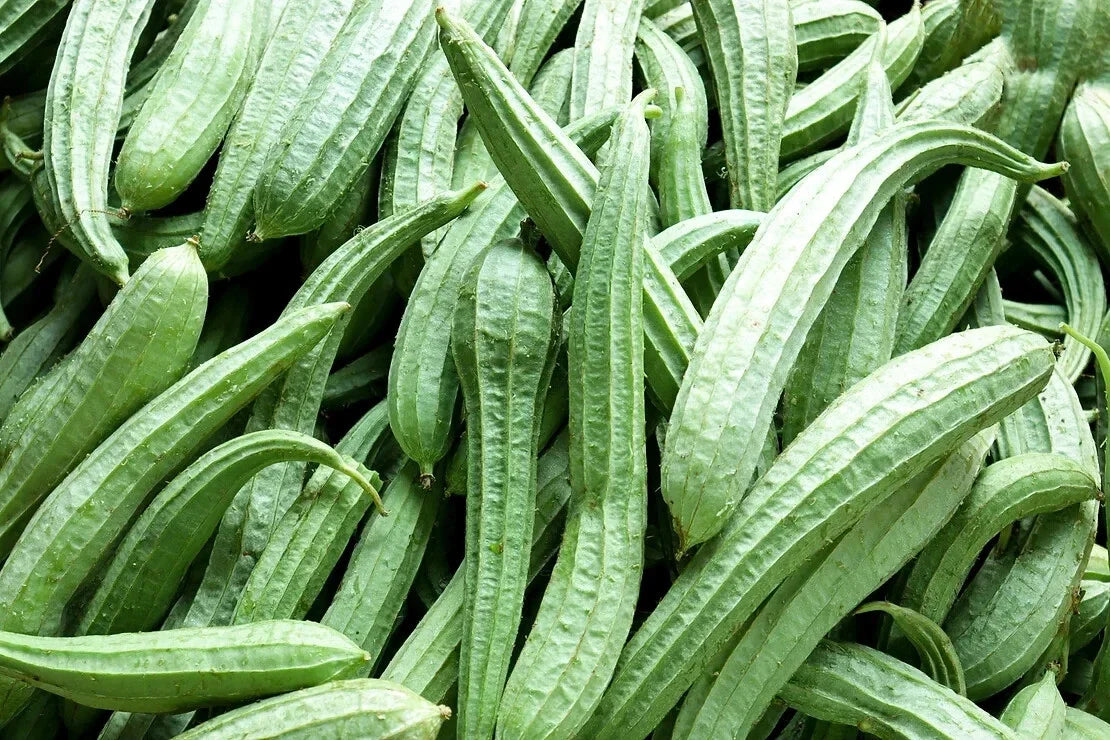 Sponge Gourd Seeds - 25+ Pack, Luffa cylindrica, Organic, Non-GMO, for Home Garden, Vining Plant, USA