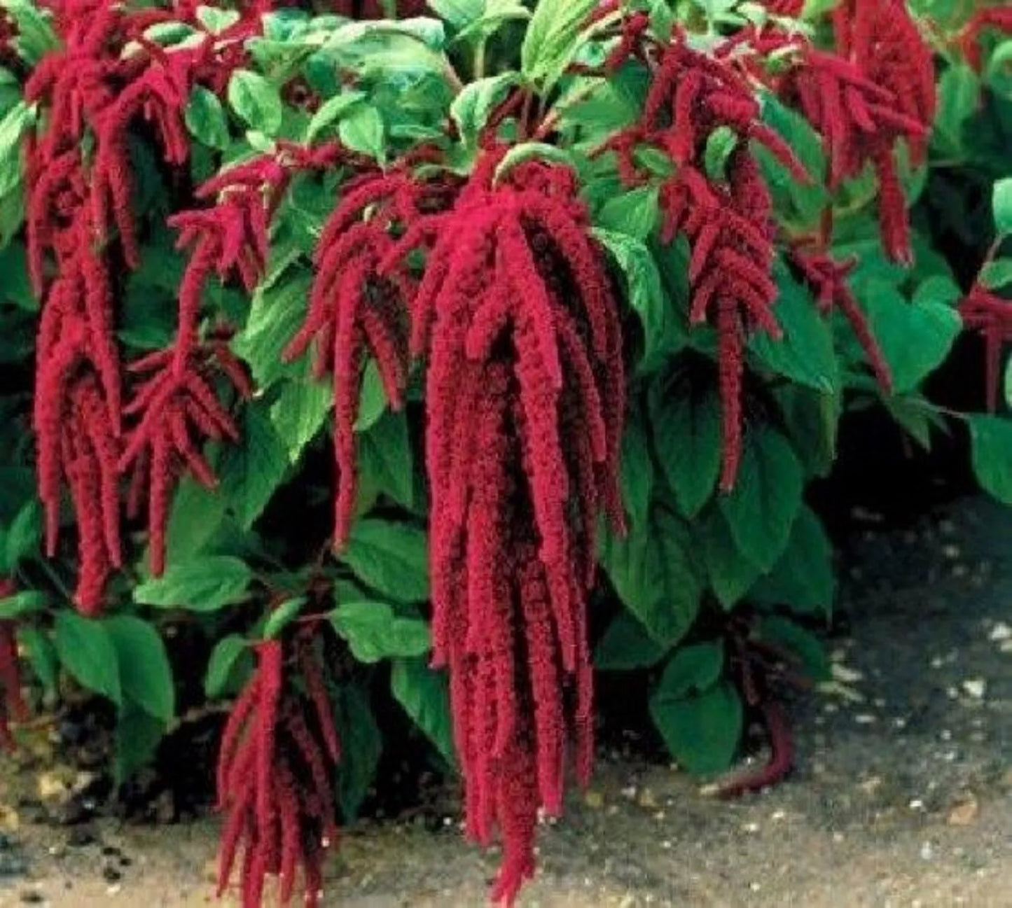 Love Lies Bleeding Flower Seeds - 1000 Seeds - Amaranthus caudatus, Vibrant Red Blooms, Easy to Grow, Garden Bed & Border Plant