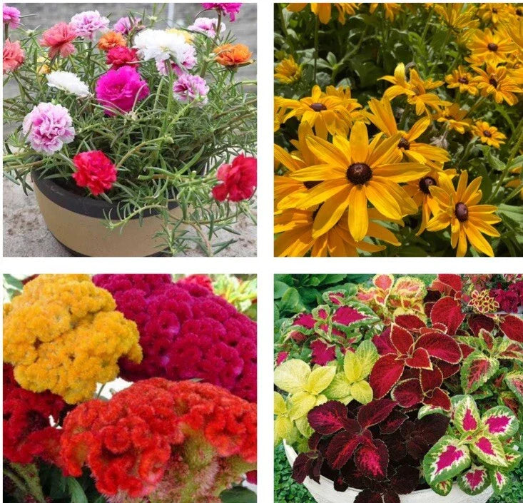 Flower Seeds Collection - Rose Moss, Black Eyed Susan, Coleus, Celosia Cristata - Garden Seeds