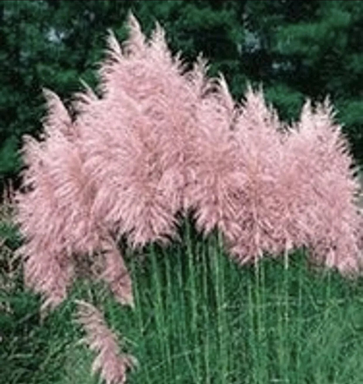 Pink Pampas Grass Plugs 4 Pack Cortaderia selloana for Landscaping, Borders, Garden Focal Points