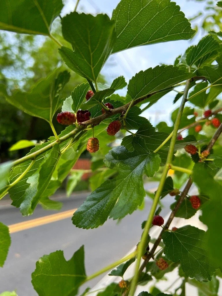 White Mulberry Tree Seeds - Morus Alba, Edible Berries, Hardy, Fast-Growing, Easy to Grow, Deciduous Tree, Ornamental, Wildlife Attractant
