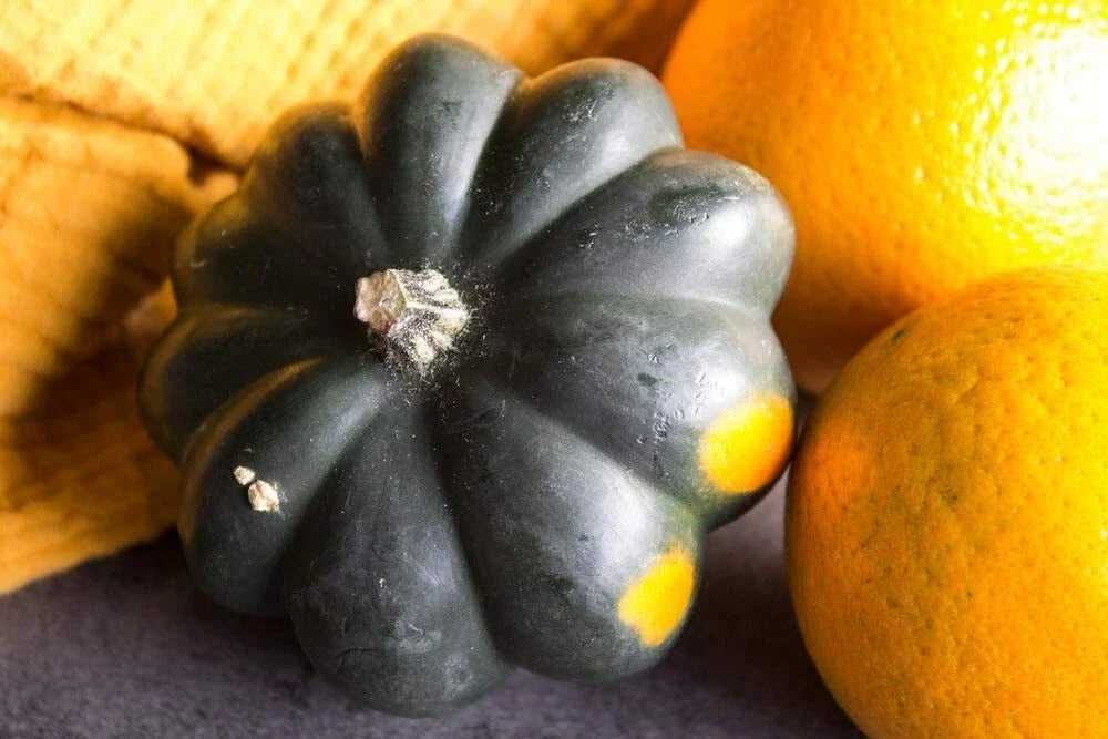 Giant Acorn Squash Seeds - 50 Count - Nutritious Cucurbita maxima for Home Garden Planting
