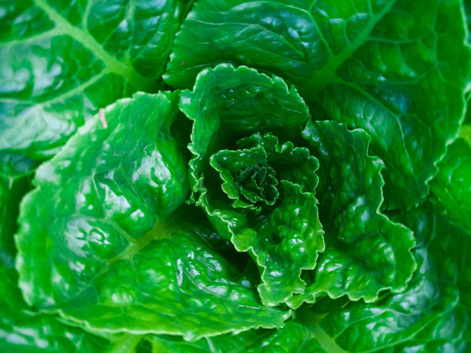 Parris Island Lettuce Seeds - Non-GMO Heirloom, Loose-Leaf, Lactuca sativa, Urban Gardening, Container Planting, High Germination