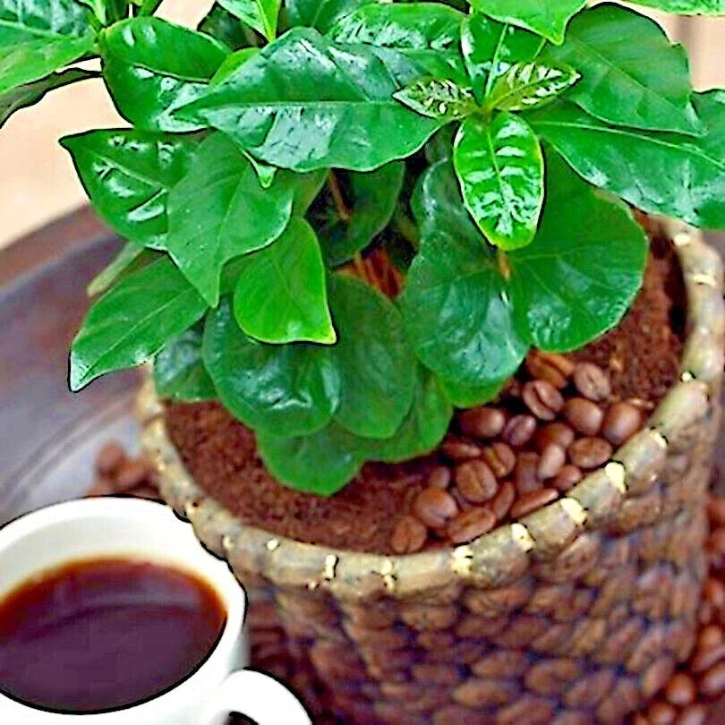 Coffea Arabica Seeds - 10 Tropical Coffee Plant Seeds for Indoor House Garden - Rare Exotic Variety