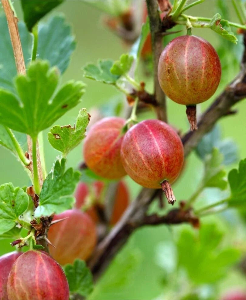 Jahns Prairie Gooseberry Live Rooted Starter Plant Edible Shrub Ribes hirtellum Zones 3-8