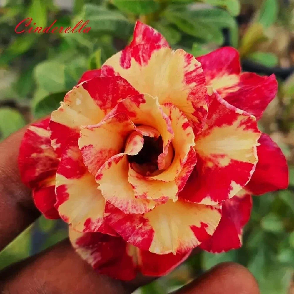 Desert Rose Seedling Plant - Cinderella Variety, 4-6 Inches, Adenium Obesum, Indoor & Outdoor Garden Plant