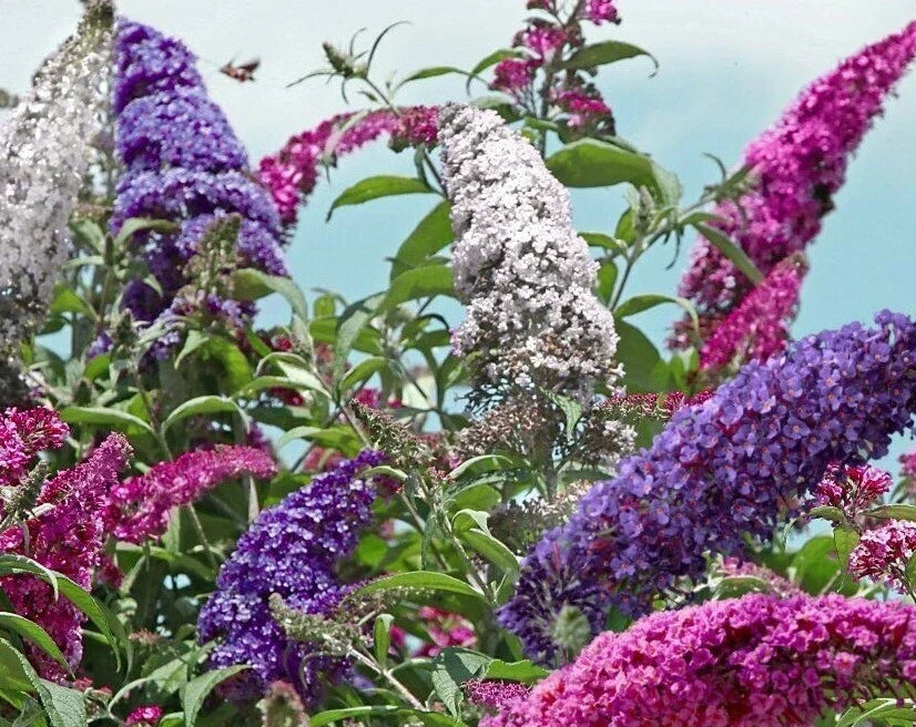 Butterfly Bush Seeds Mix 100 Count, Scented Buddleia Davidii, Attracts Butterflies, Vibrant Flower Colors, Full Sun, Low Maintenance