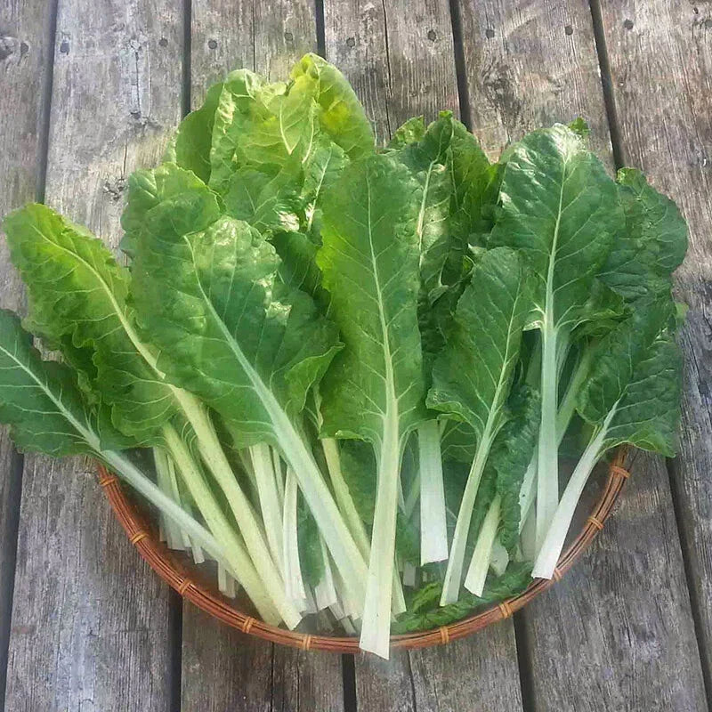 500 Swiss Chard Seeds - Fordhook Giant Non-GMO Heirloom Beta vulgaris subsp. cicla