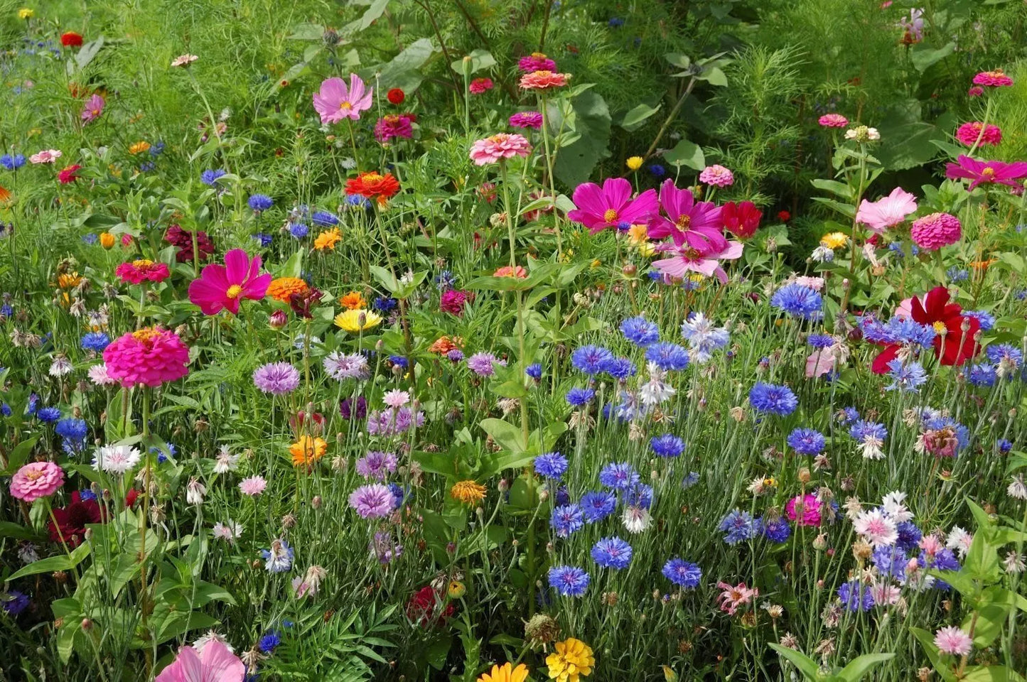 Northeast Wildflower Seed Mix - 19 Annuals & Perennials for Native Gardens - Pollinator Friendly, Eco-Friendly, Free Shipping