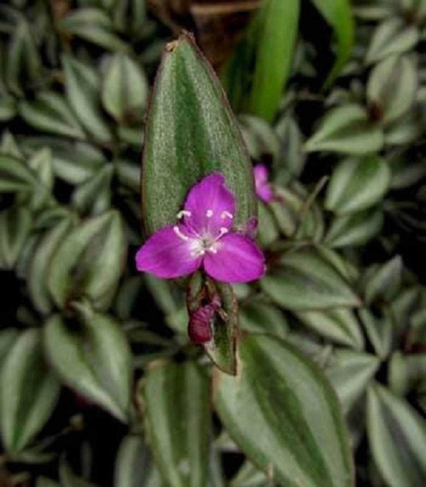 Potted Tradescantia Zebrina Evanesce Live Plants – Pink Purple Foliage, Trailing Indoor Houseplants, Perennial, 5 Pack