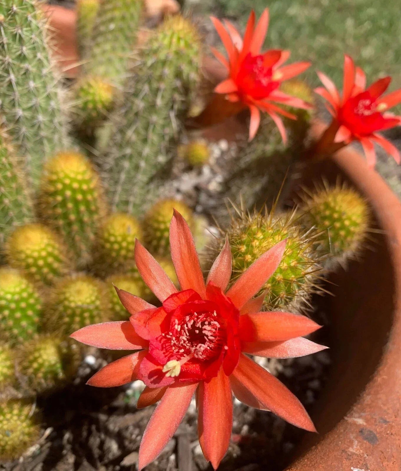Large Hildewintera Hybrid Traisenblut Succulent Plant - Easy Care Indoor/Outdoor Cactus