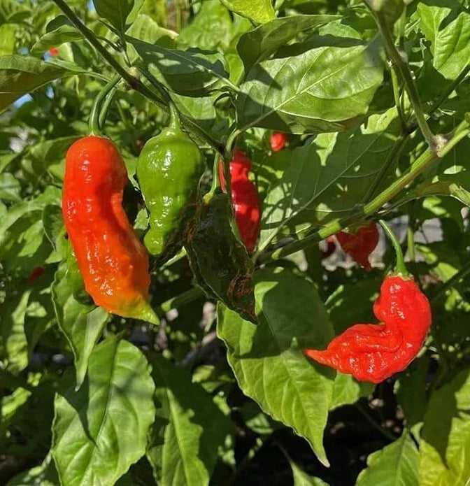 Red Ghost Pepper Plants - 2 Bhut Jolokia per 4" Pot - Live Capsicum chinense