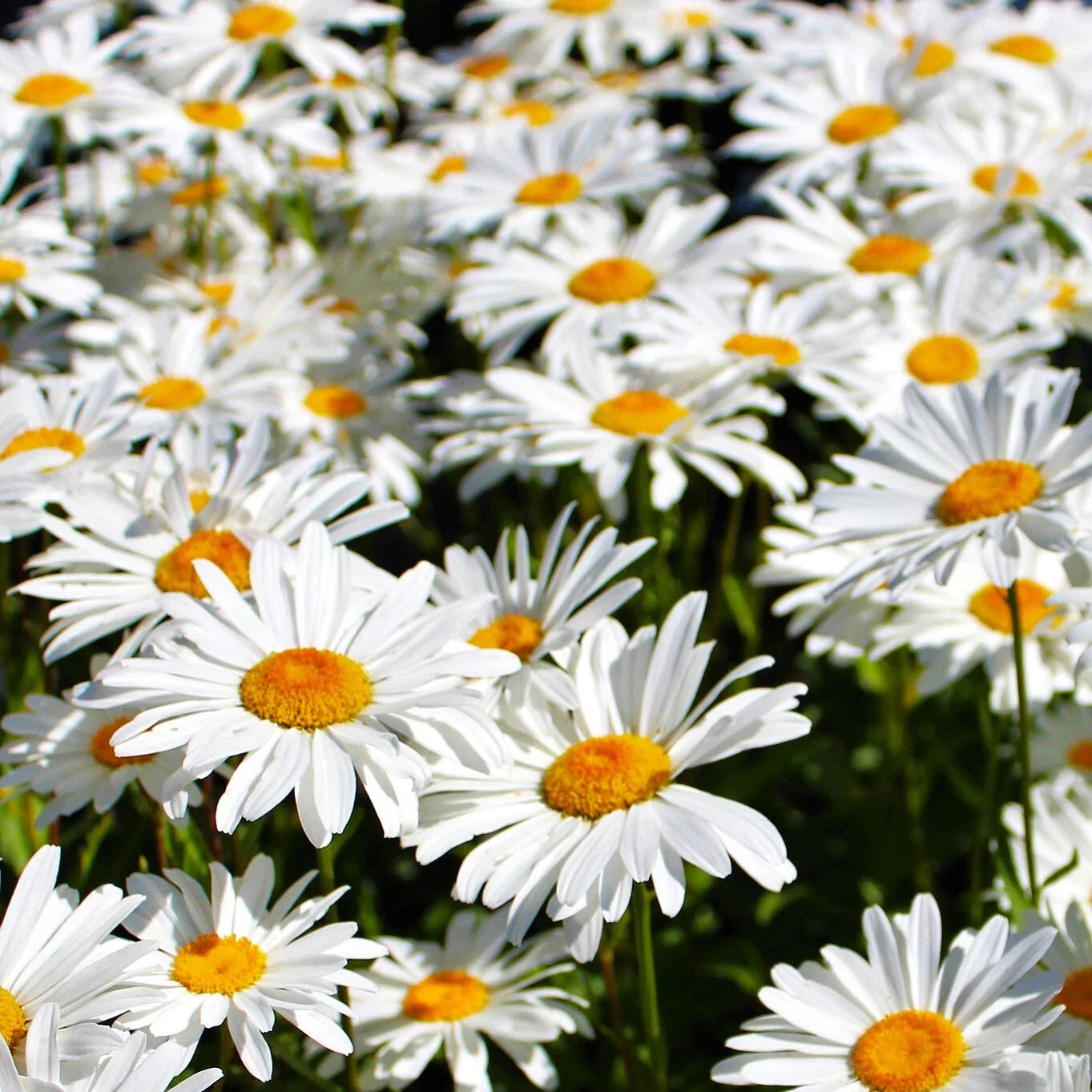 Shasta Daisy Seeds - Perennial Wildflower - White Blooms - Leucanthemum x superbum - 2025 Planting Season