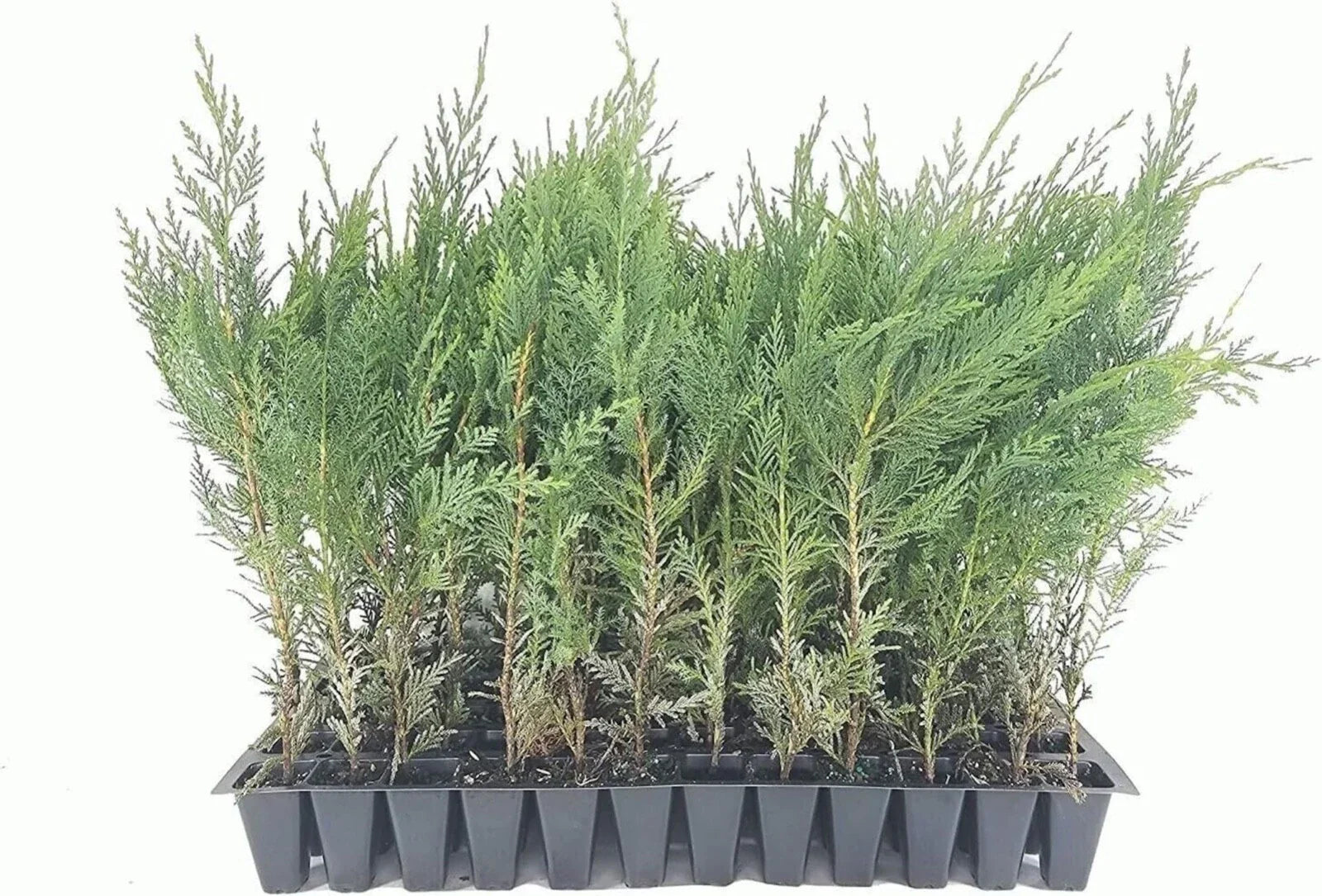 5 Murray Cypress Trees Live Plants - Upright Evergreen Privacy Screen - Cupressus sempervirens - Hardy Fast-Growing Perennials
